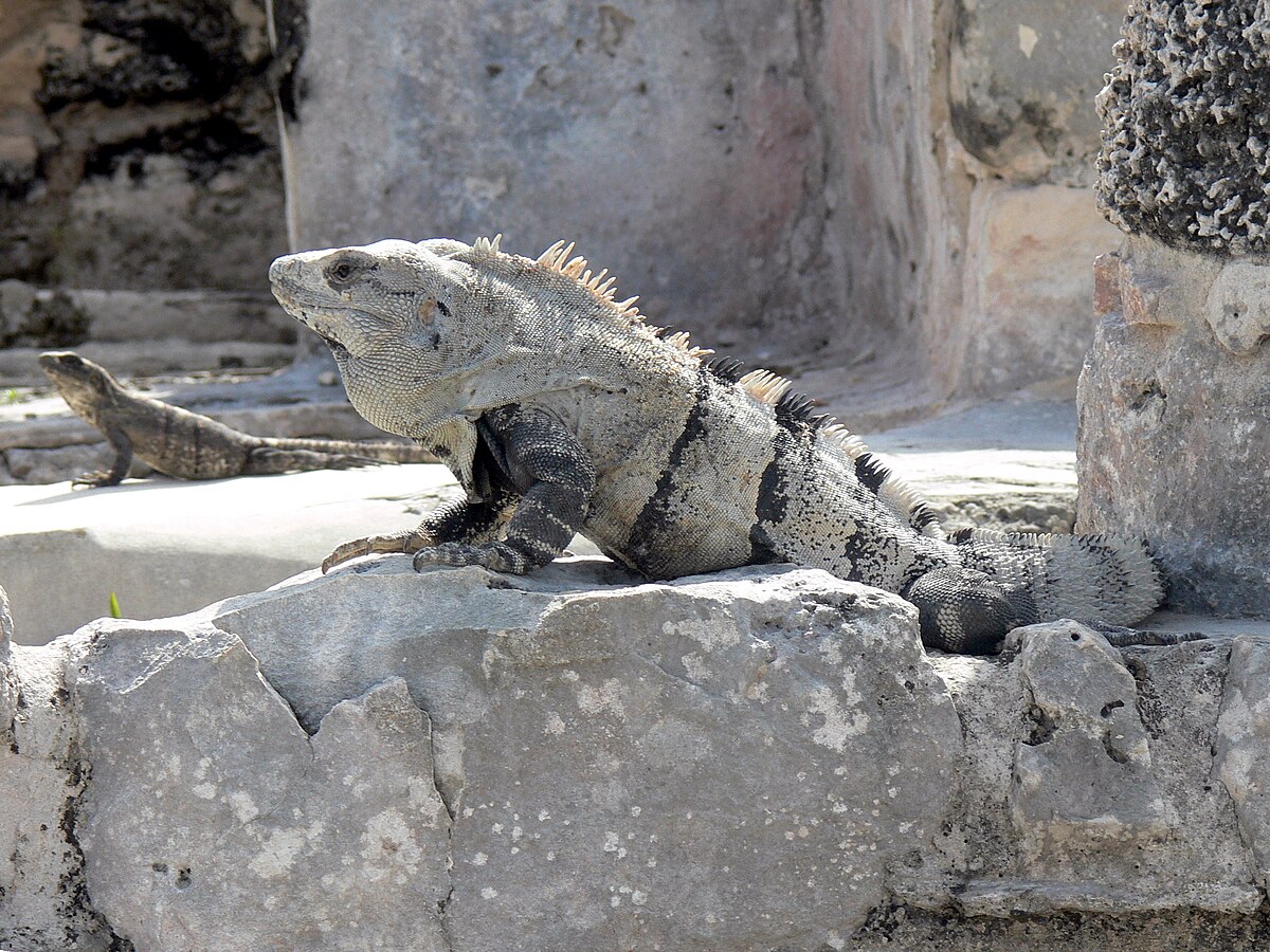 Ctenosaura hemilopha