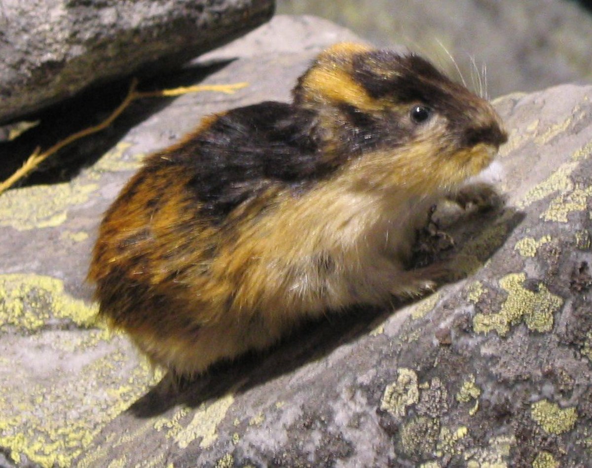 Arvicolinae