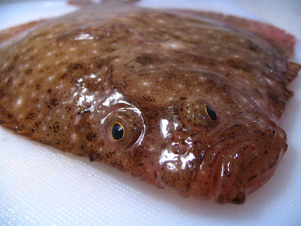 Turbot de sable