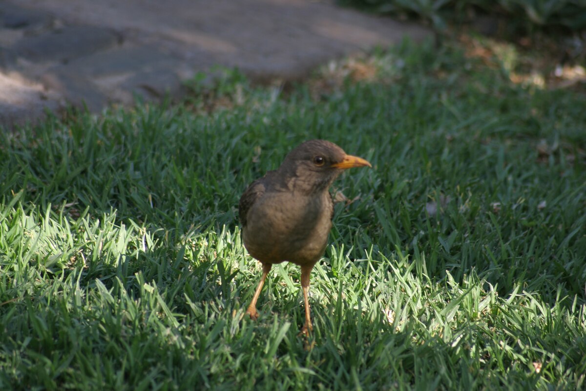 Turdus olivaceus smithi.jpg