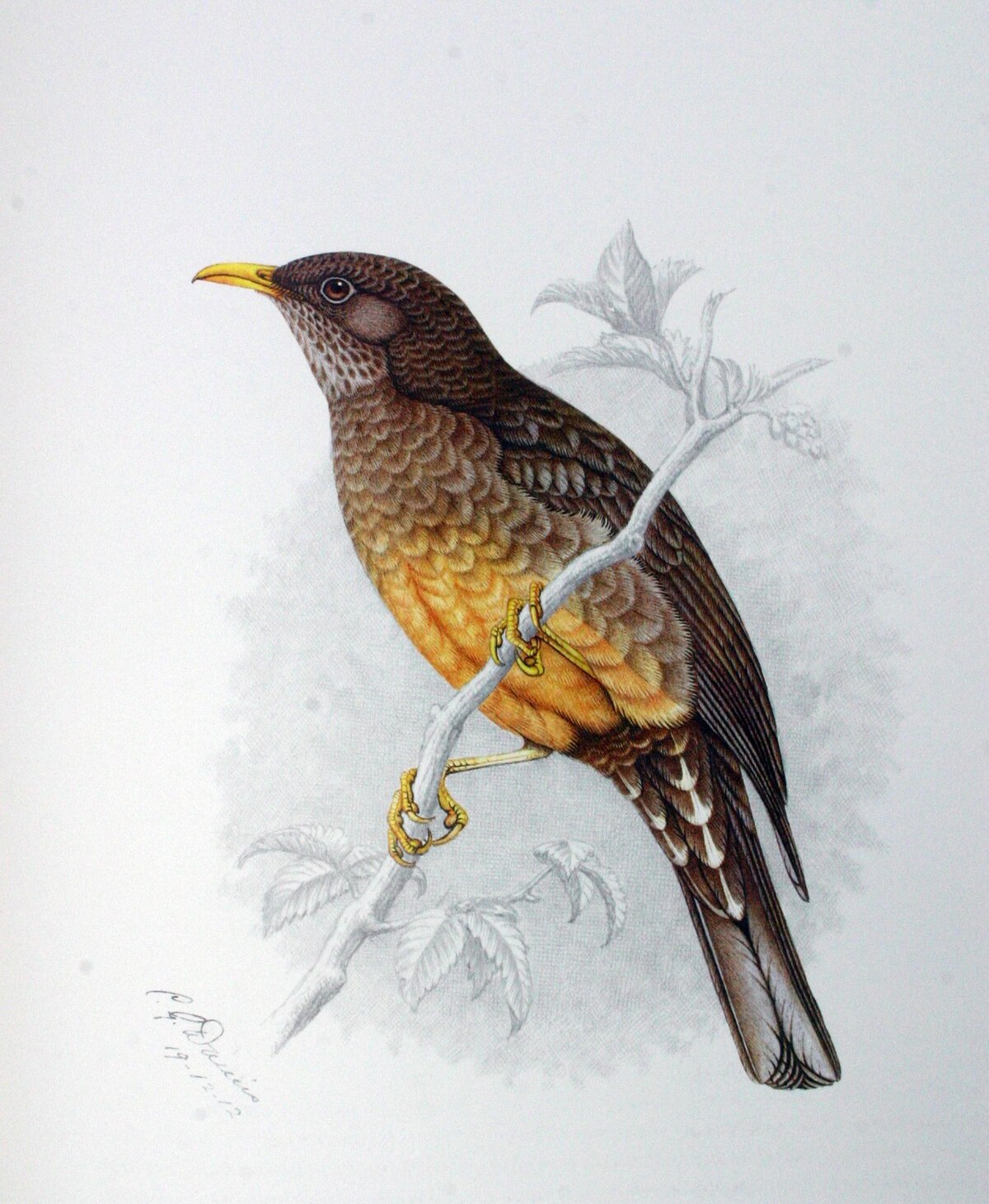 Turdus olivaceus00.jpg