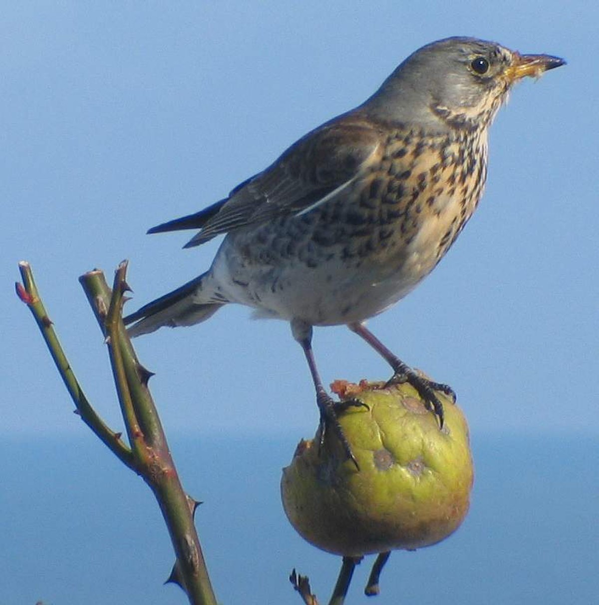Grive litorne (Turdus pilaris)