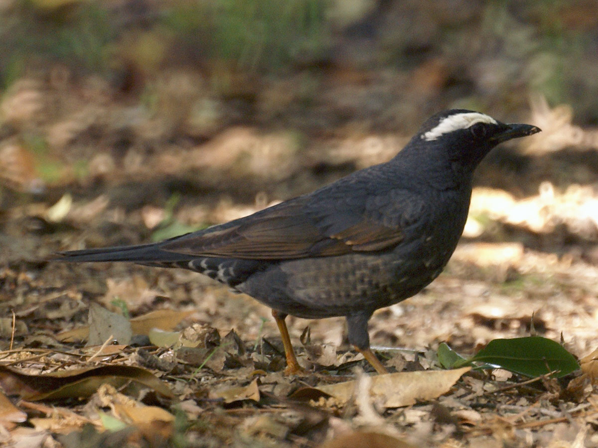 Grive de Sibérie