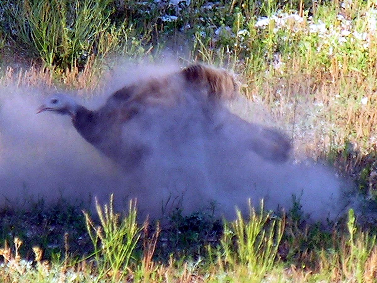 Bain de poussière