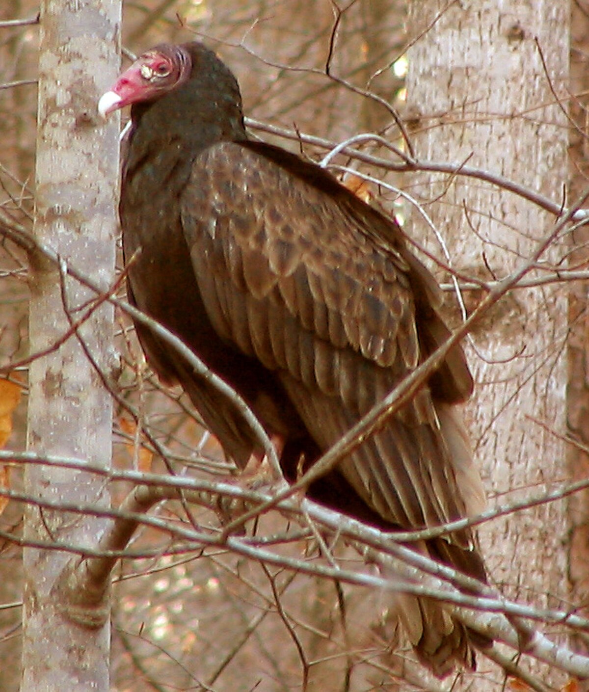 Cathartidae