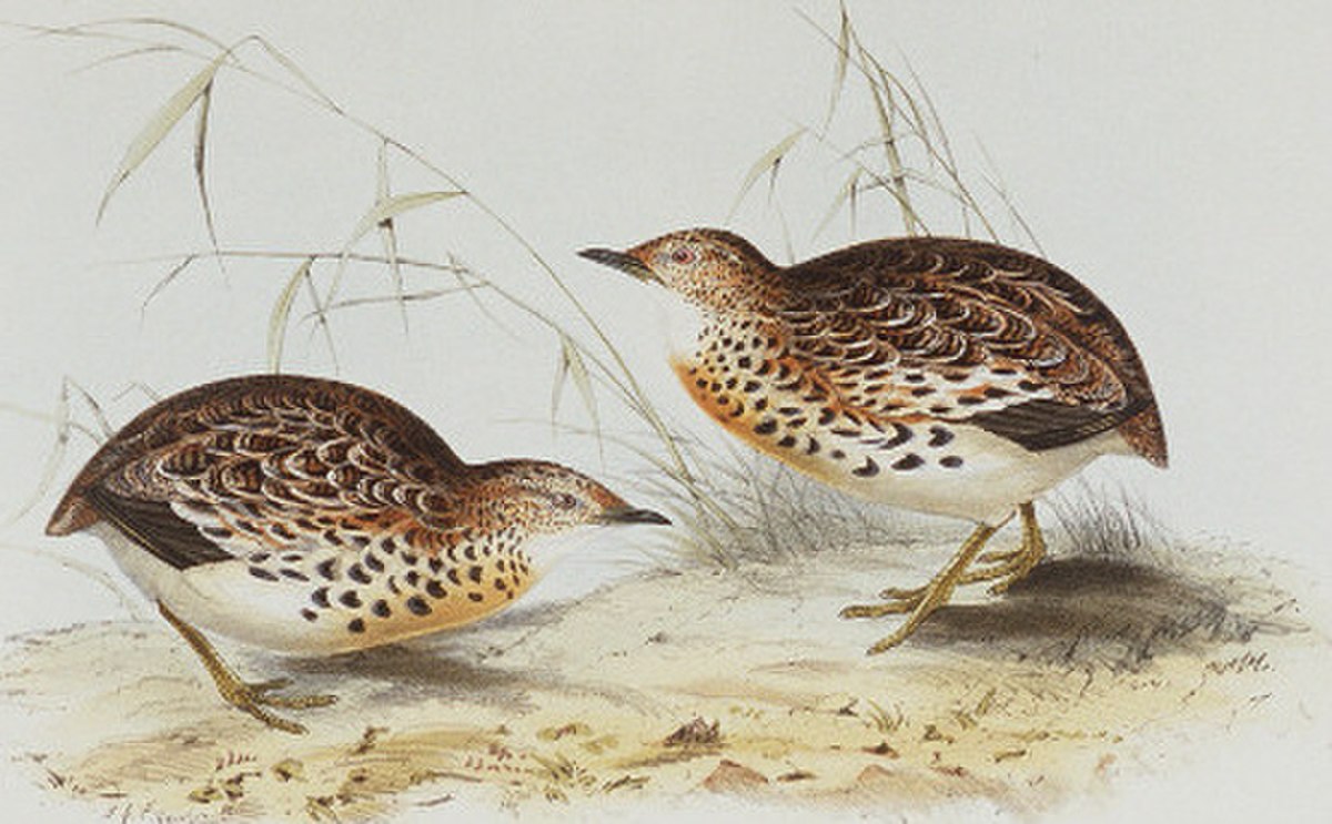 Turnicidae
