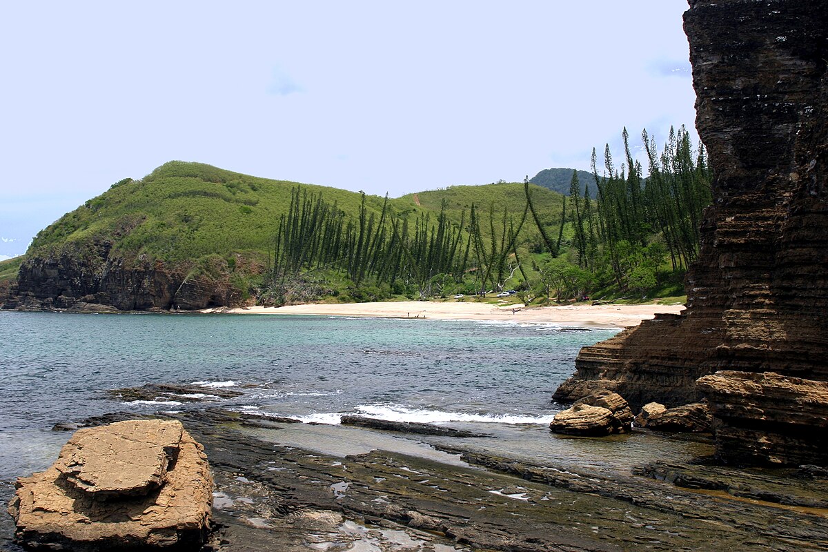 Araucaria luxurians