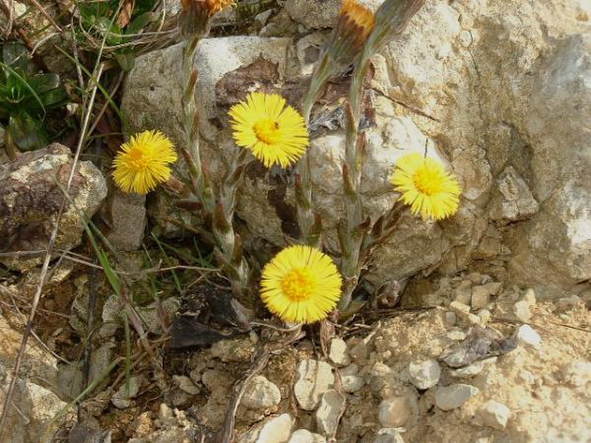 Tussilago farfara