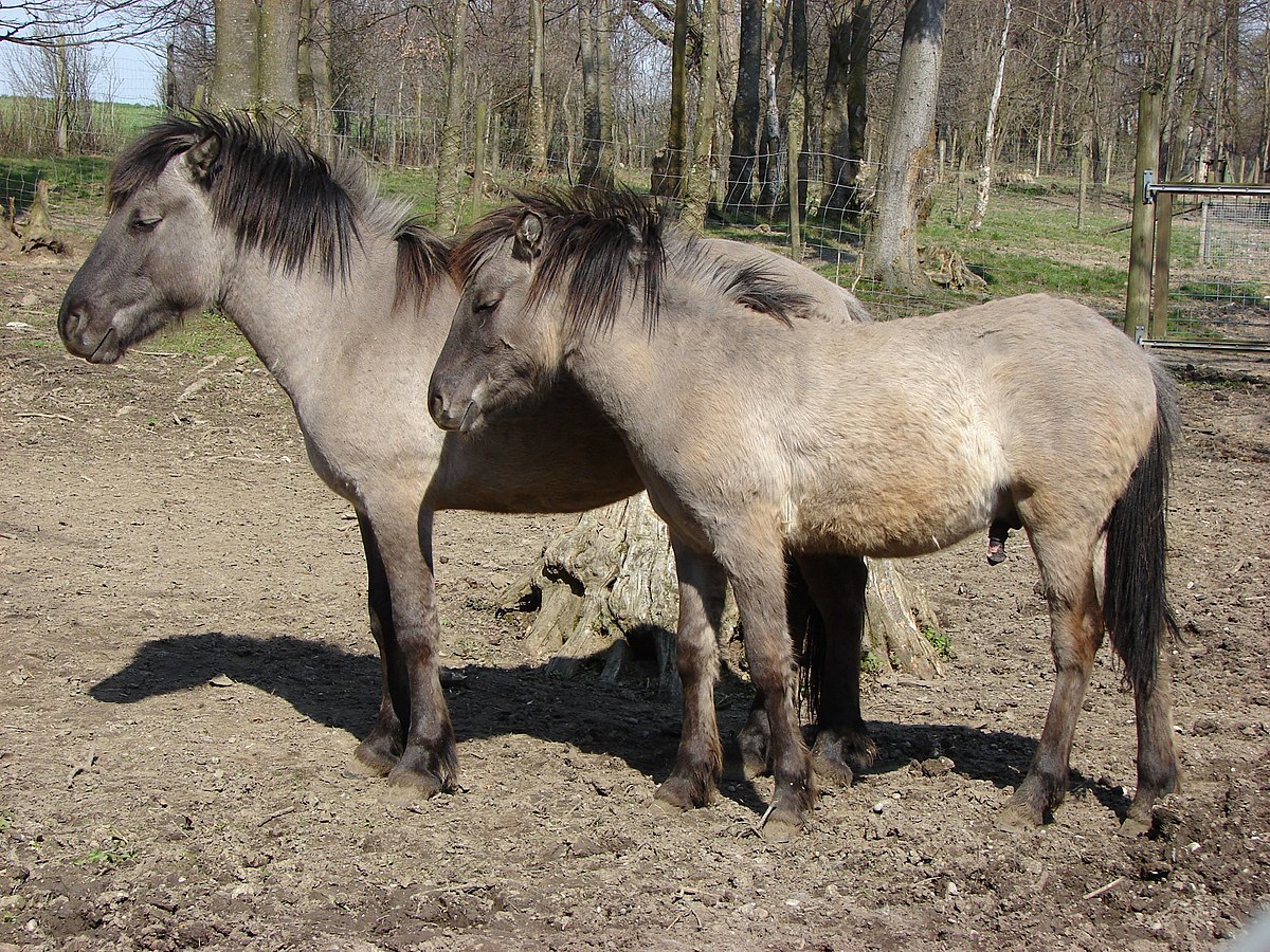 Two Tarpans.jpg