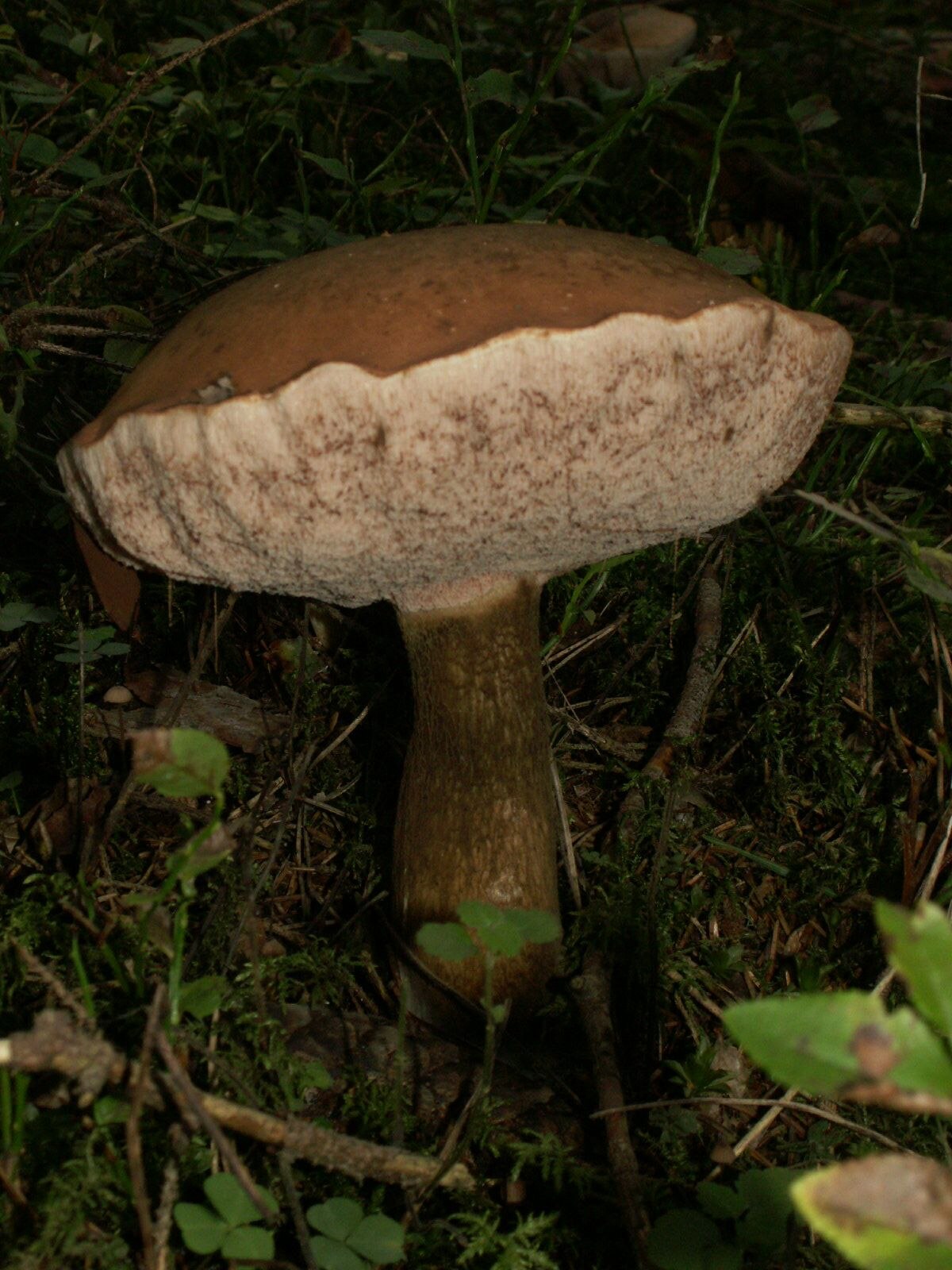 Tylopilus felleus