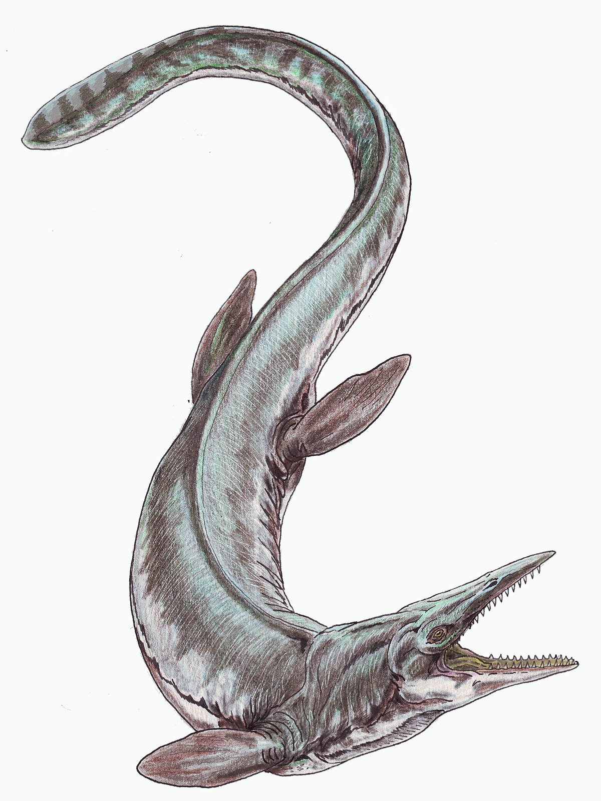 Tylosaurus