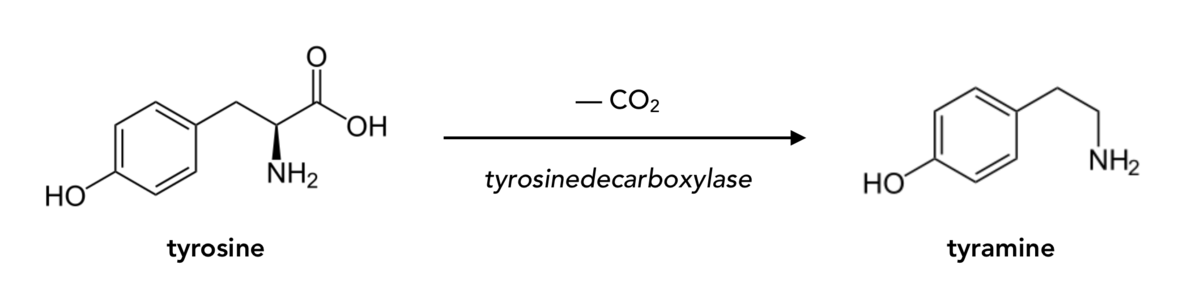 Structure de la tyramine