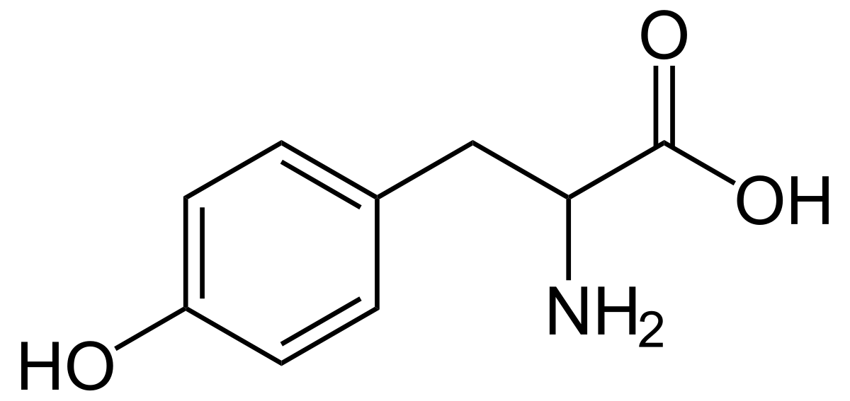 Tyrosin - Tyrosine.svg