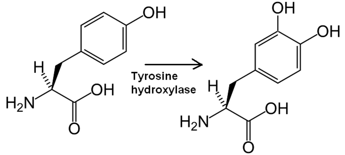 Tyrosine hydroxylase