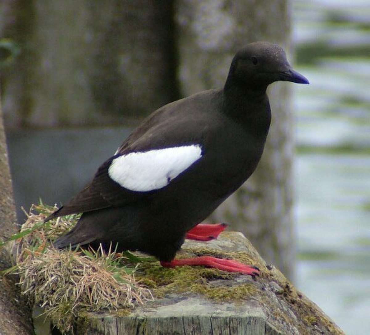 Guillemot à miroir