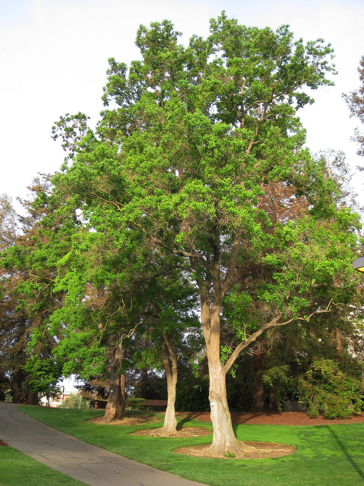UC Davis arboretum - Sapium sebiferum.jpg