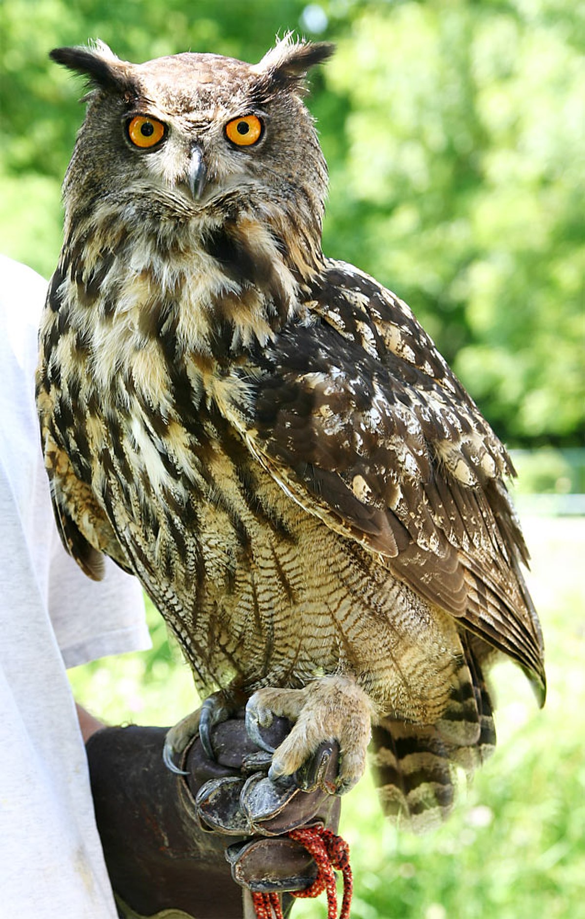 Hibou grand-duc