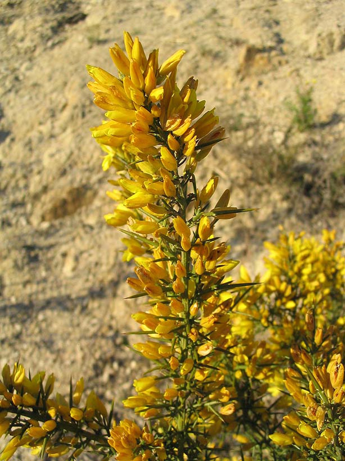 Ajonc de Provence