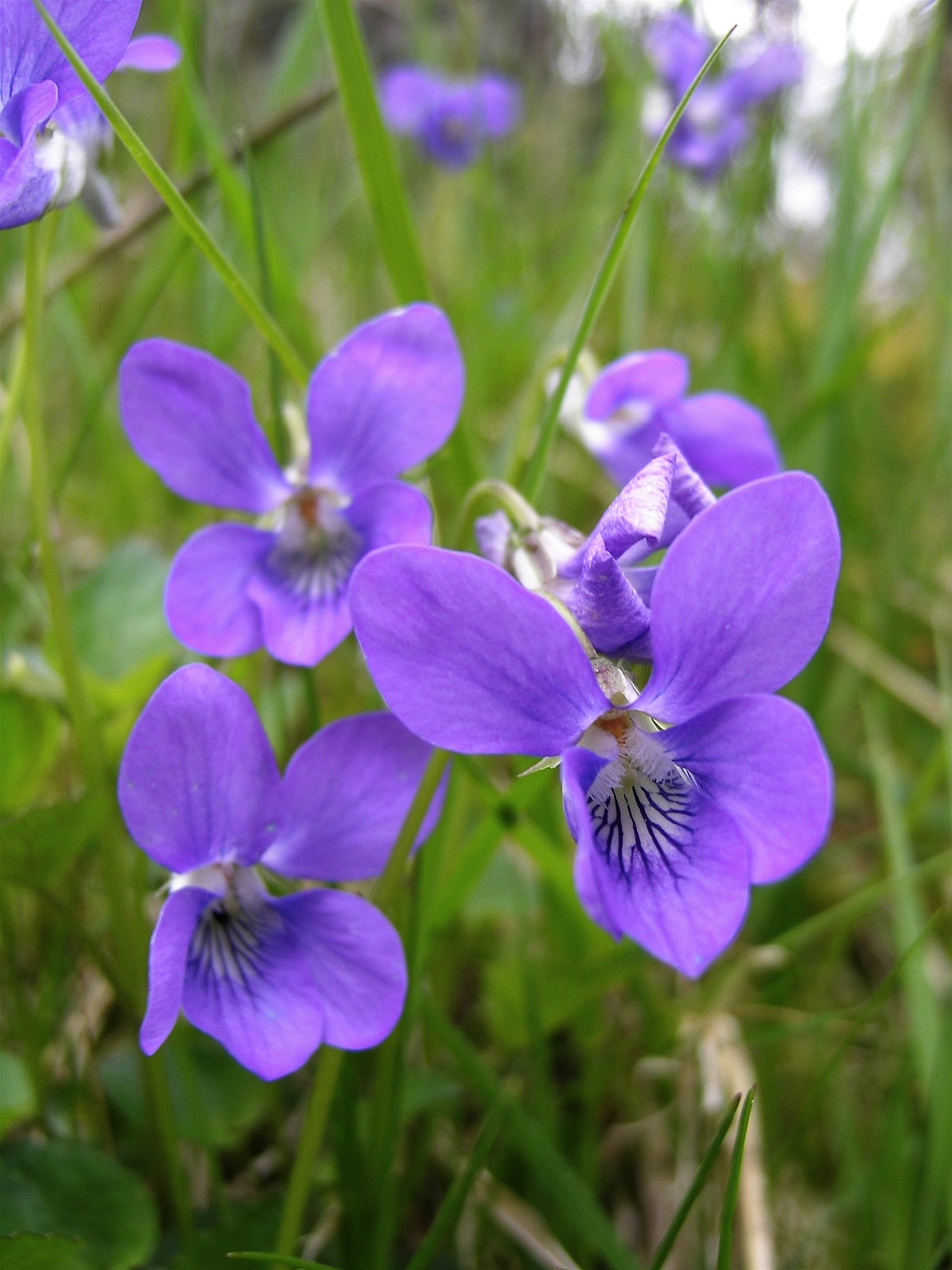Violette de Rivinus