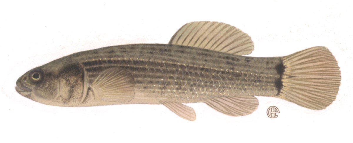 Umbra pygmaea.jpg