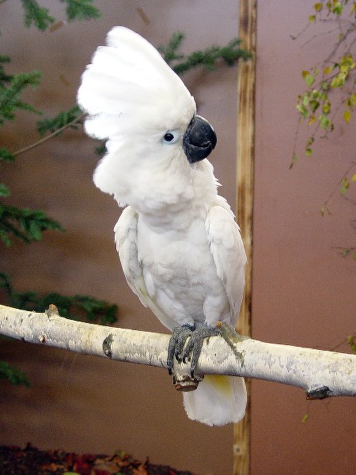 Cacatua
