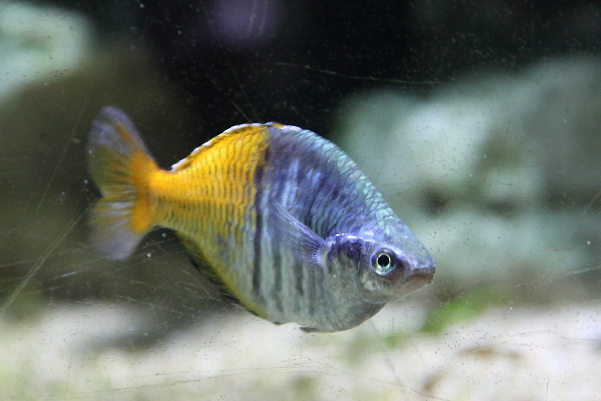 Melanotaenia boesemani