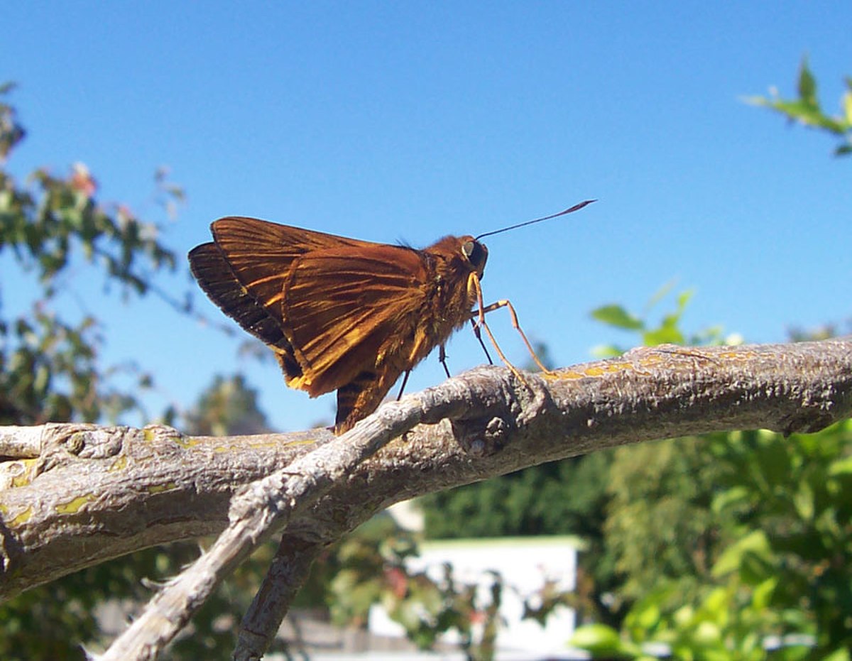 Hesperiidae