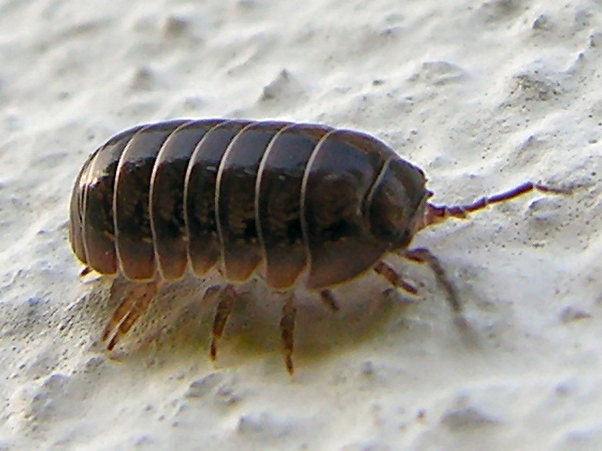 Isopoda