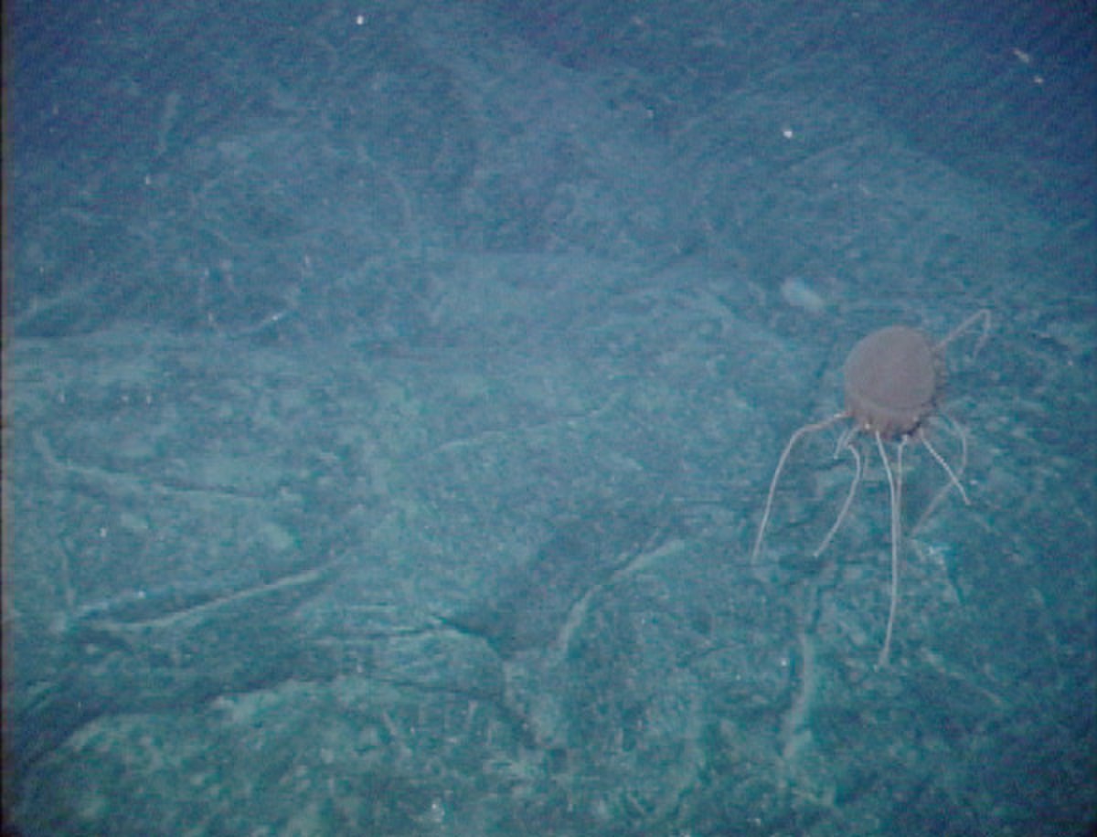 UnidentifiedJellyfish.jpg