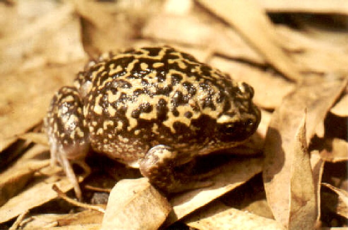 Uperodon