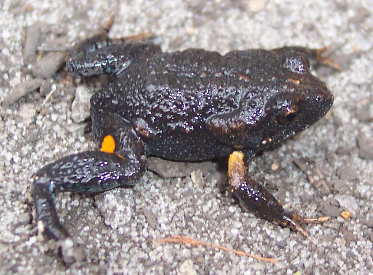 Uperoleia fusca