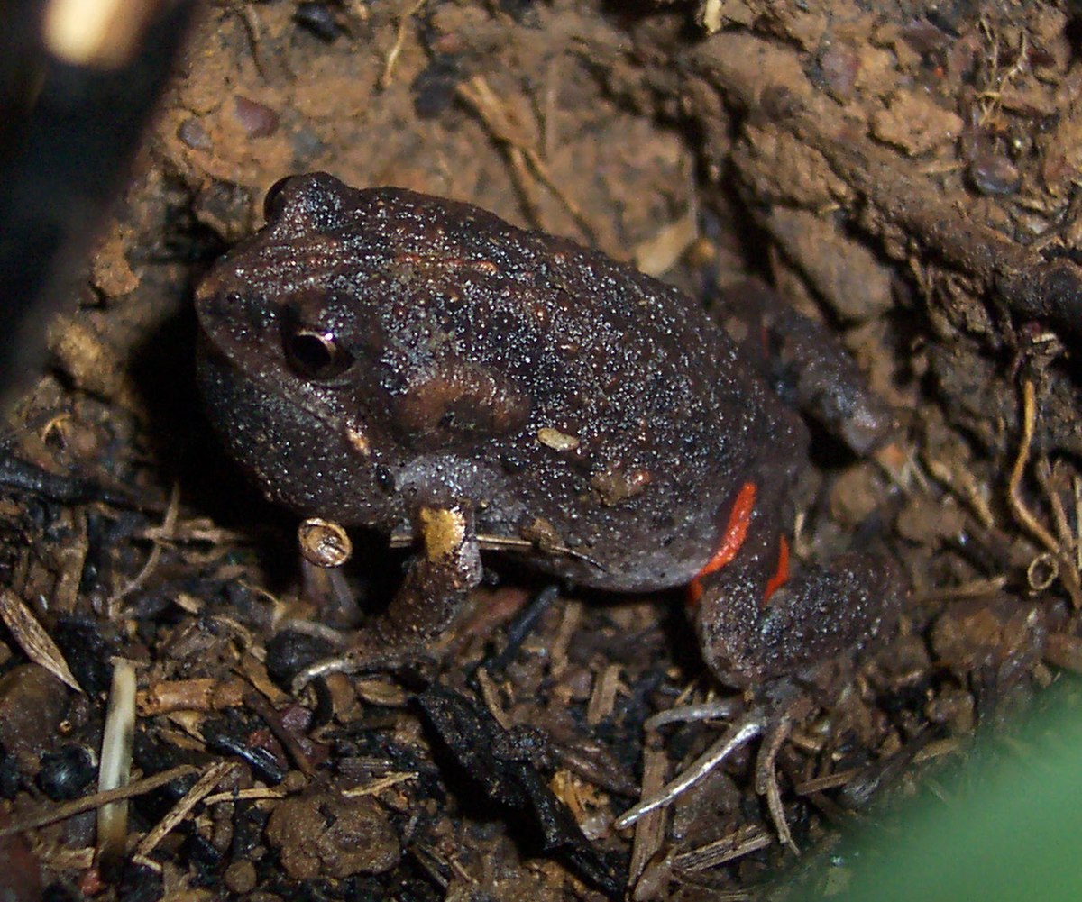 Uperoleia laevigata
