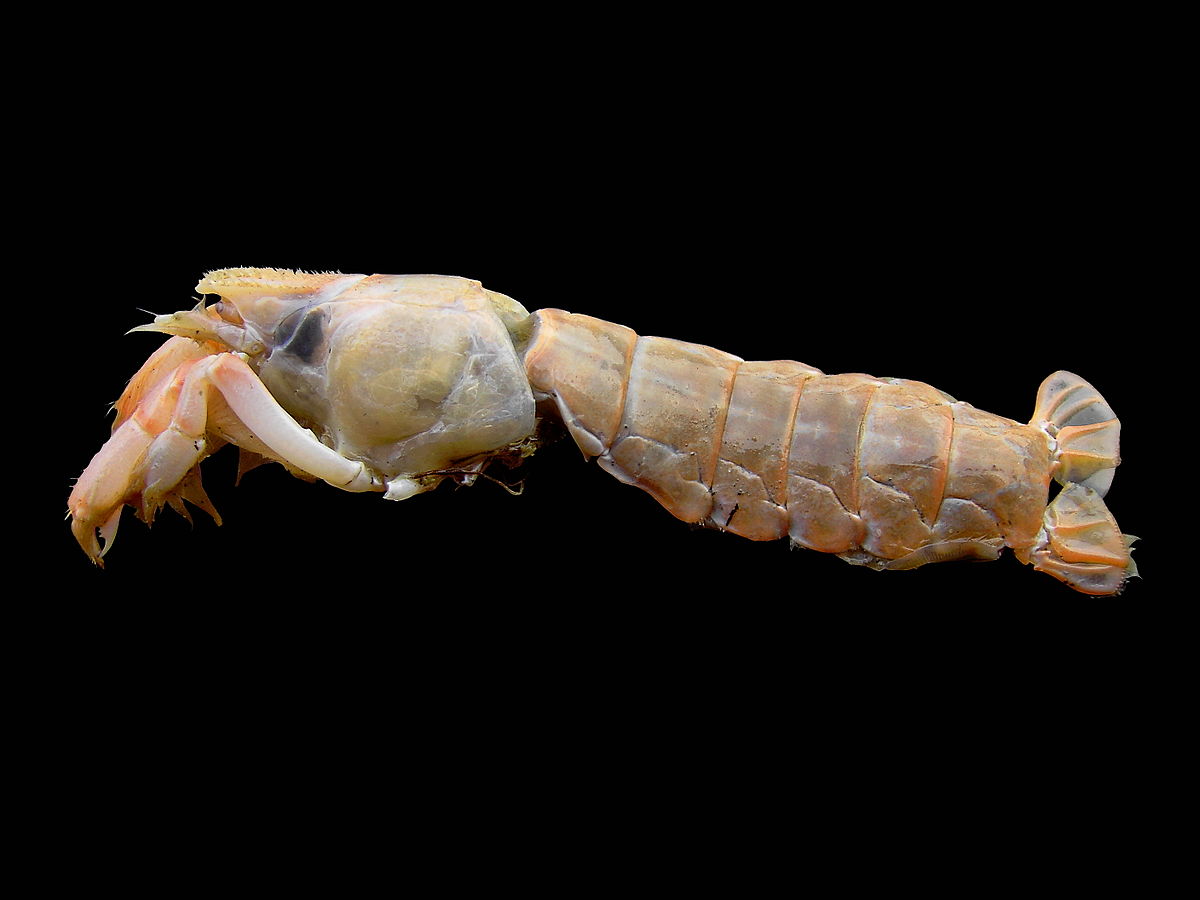 Upogebia