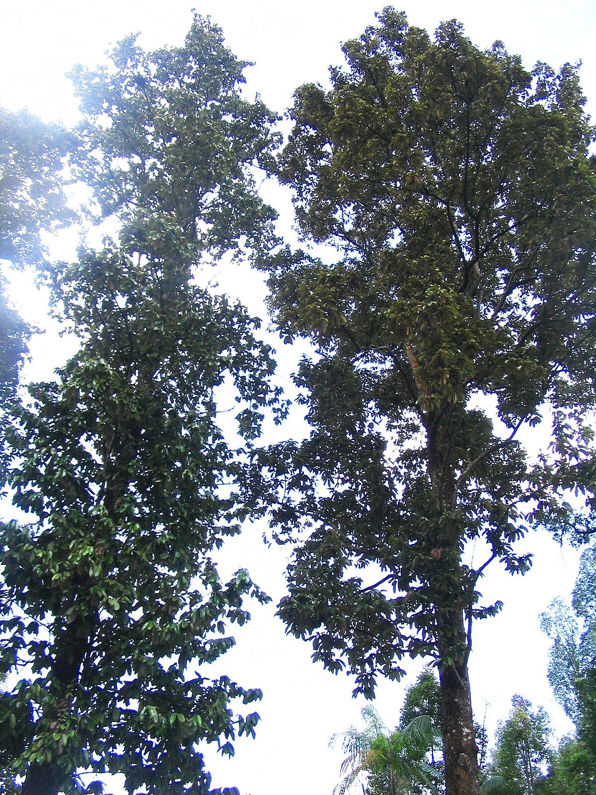 Upuna