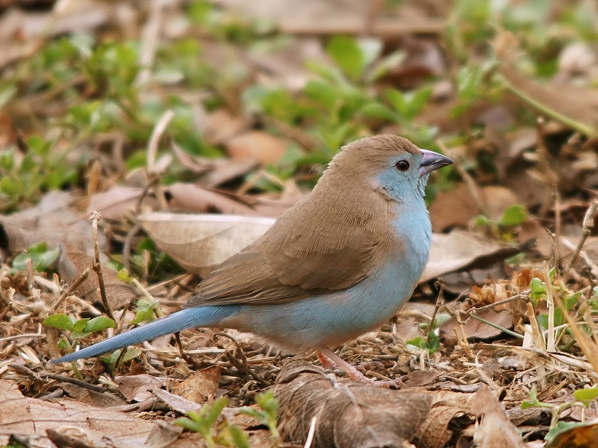 Cordonbleu d'Angola