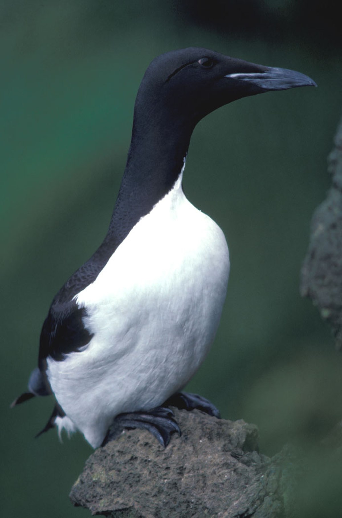 Guillemot de Brünnich