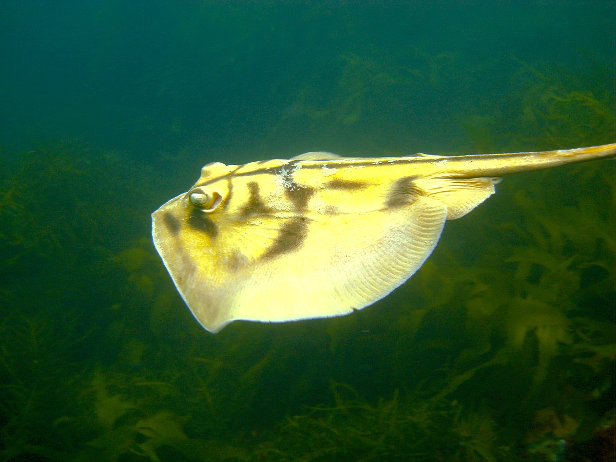 Urolophus