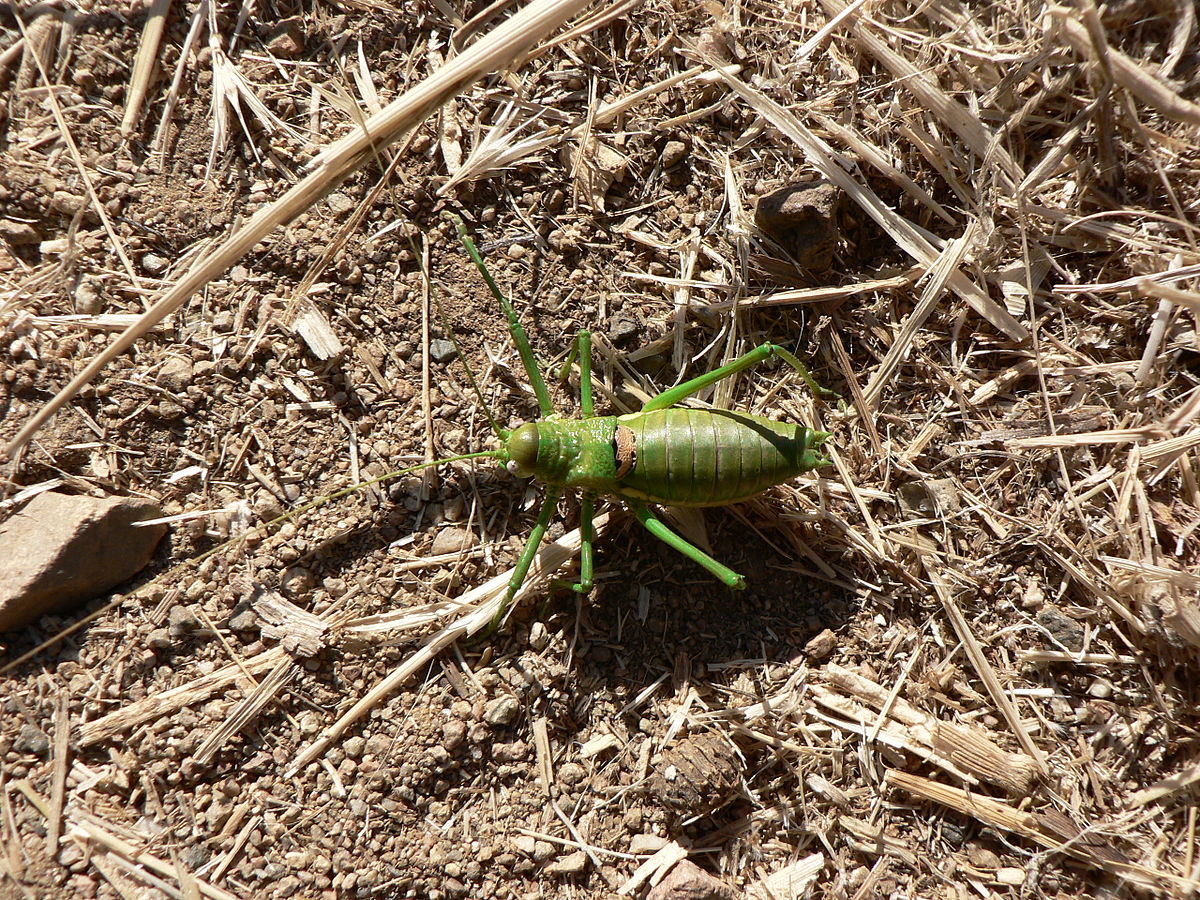 Uromenus