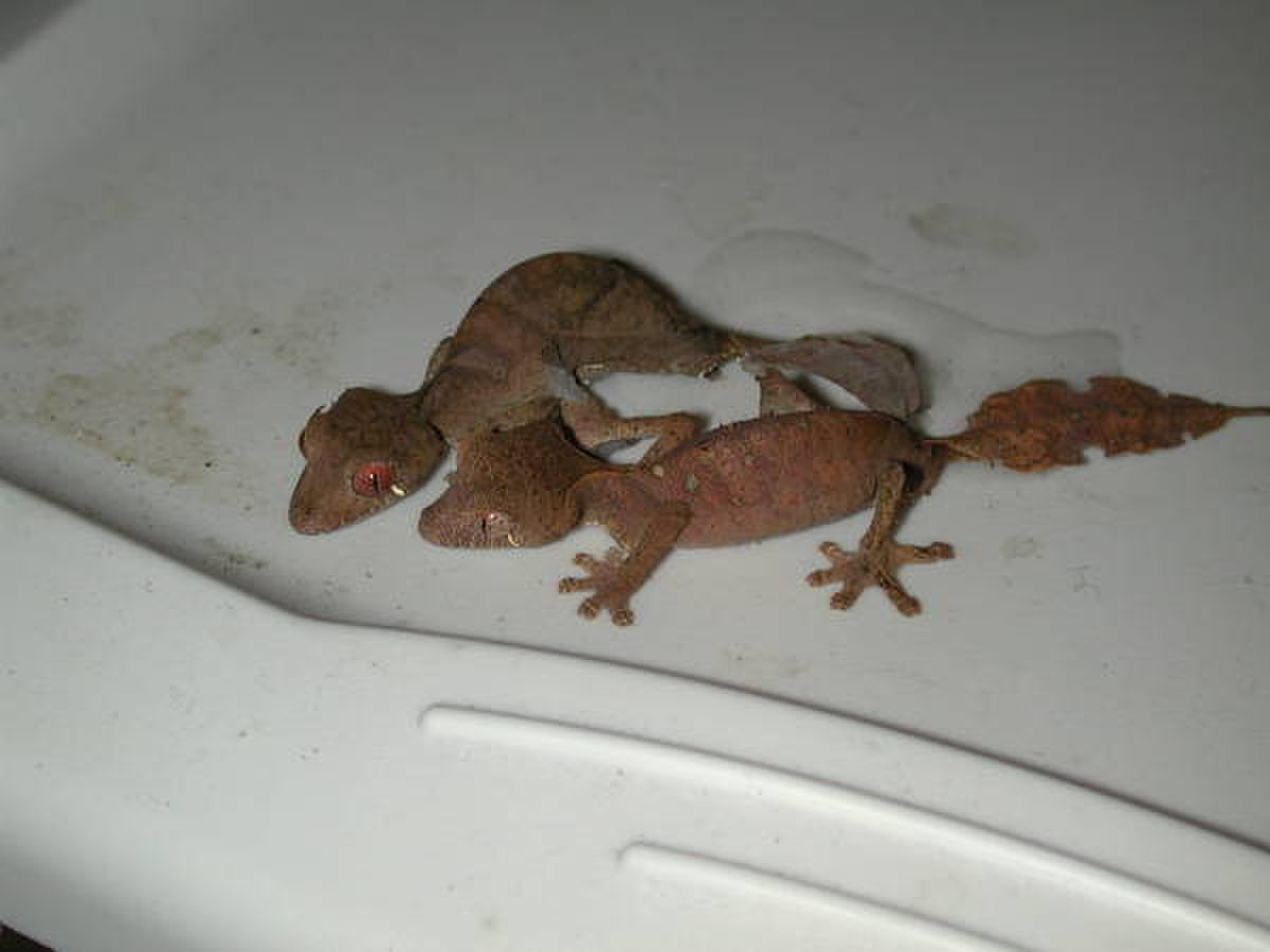 Uroplatus phantasticus