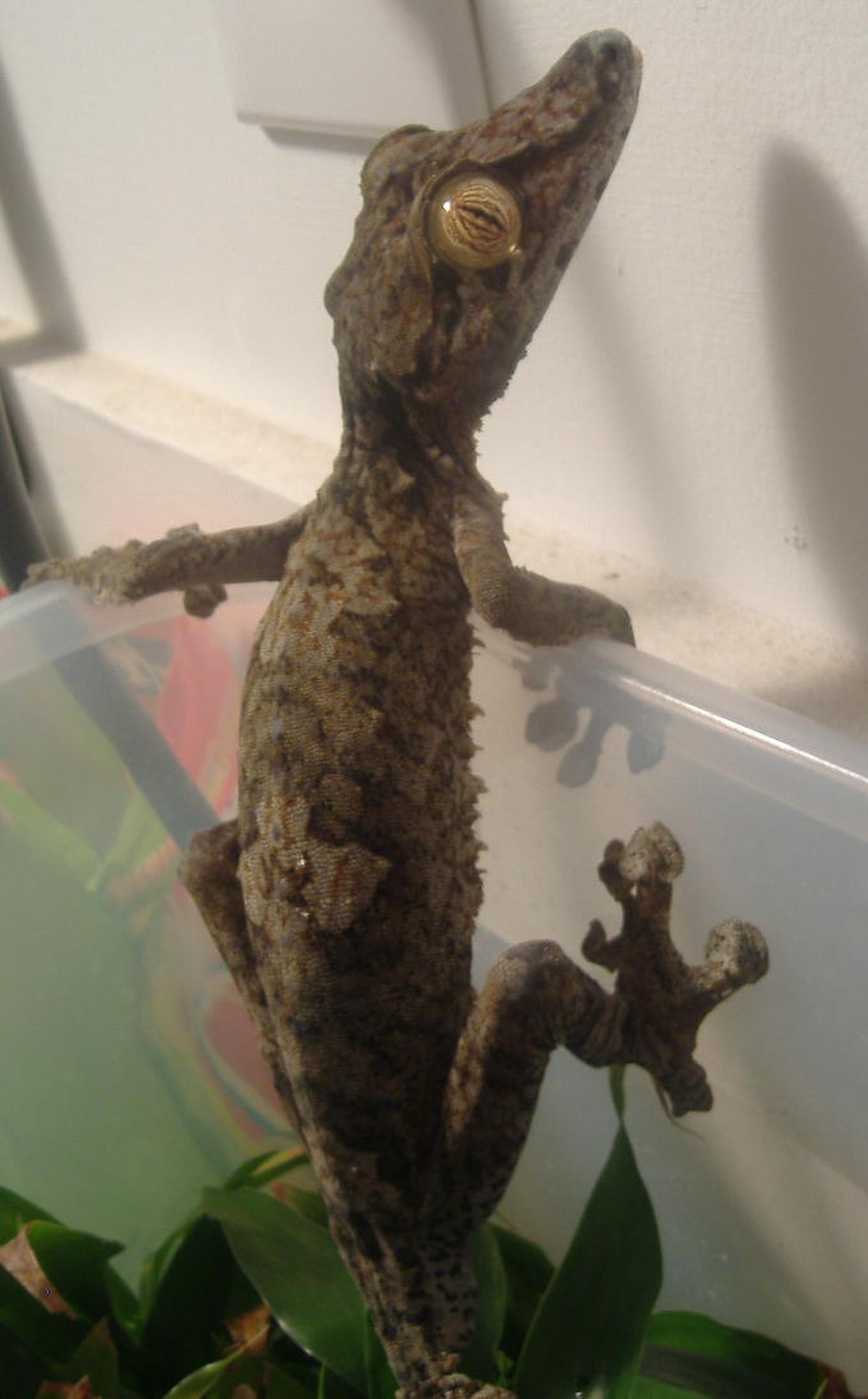 Uroplatus fimbriatus