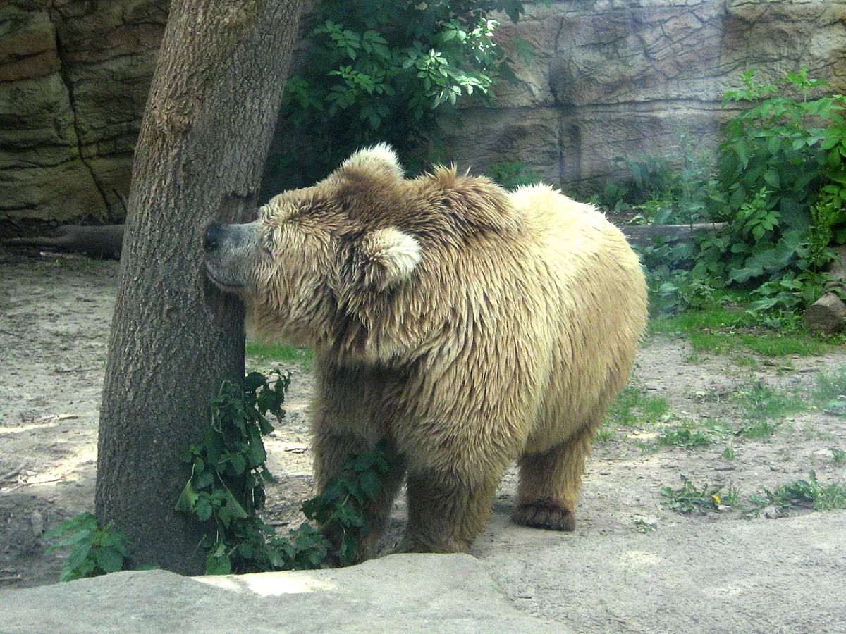 Ours Isabelle