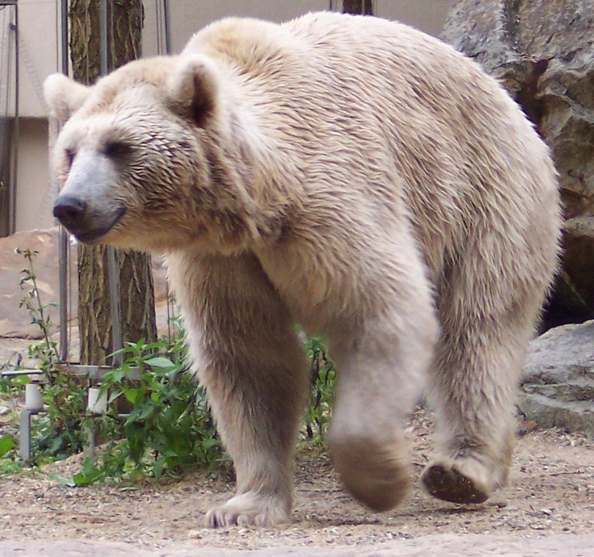Ursus