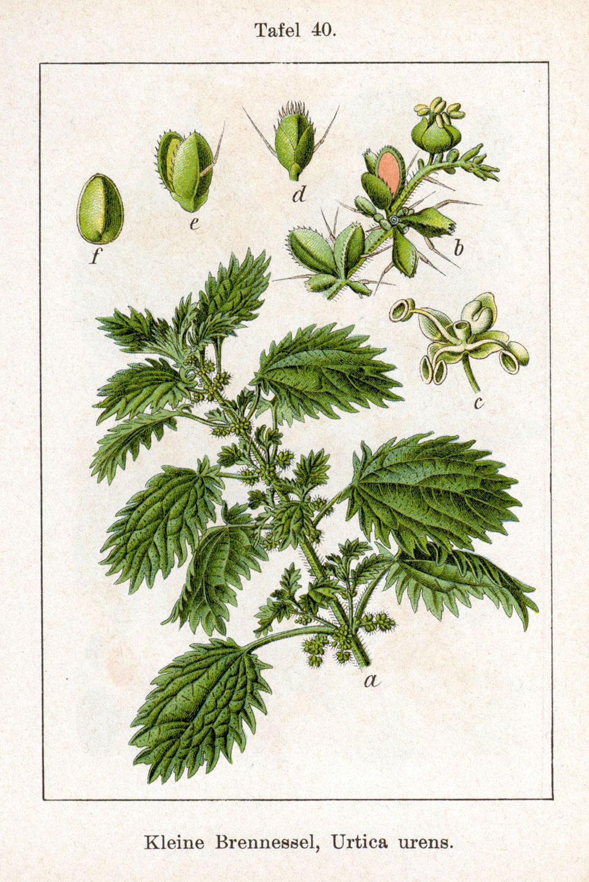 Ortie brûlante