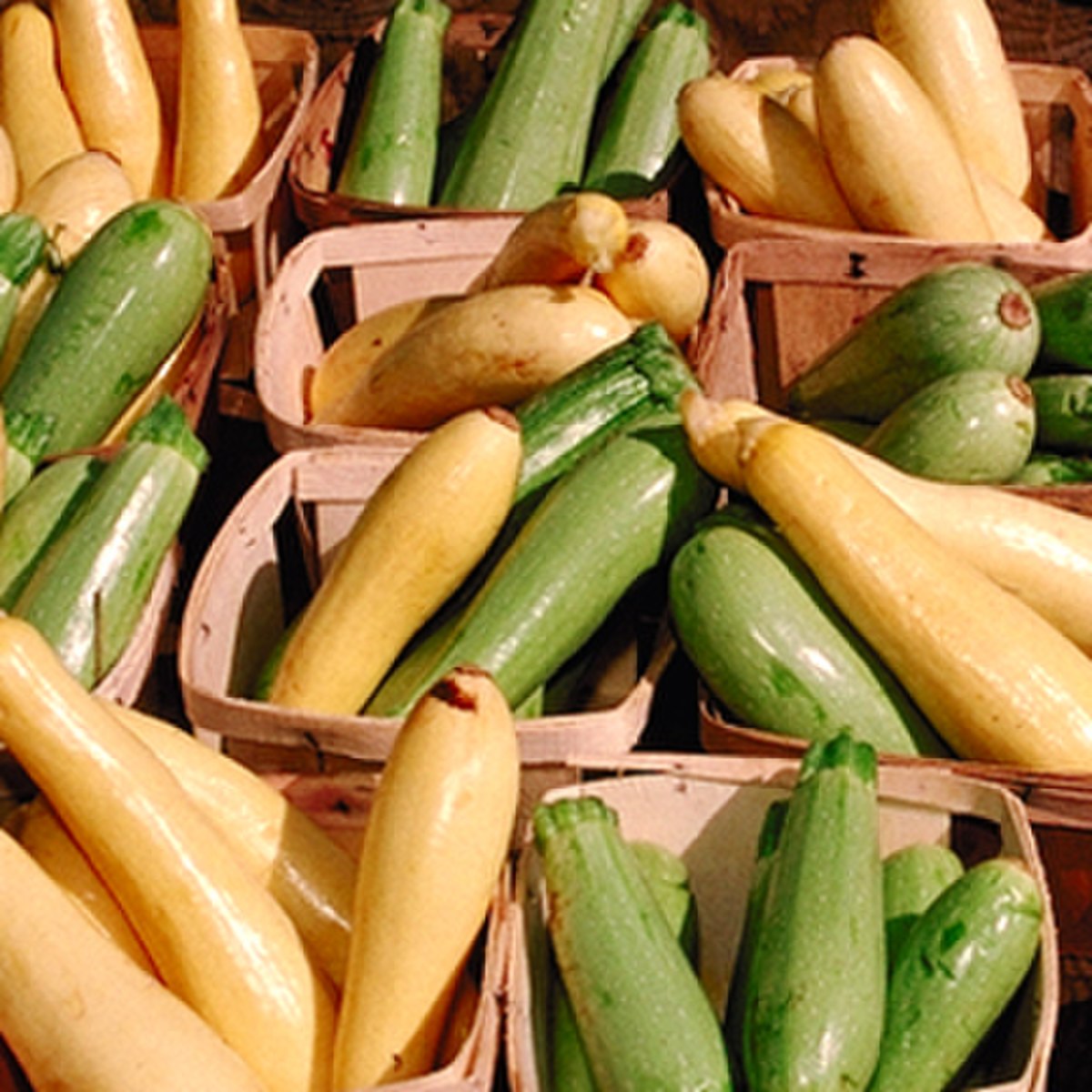 Cucurbita pepo