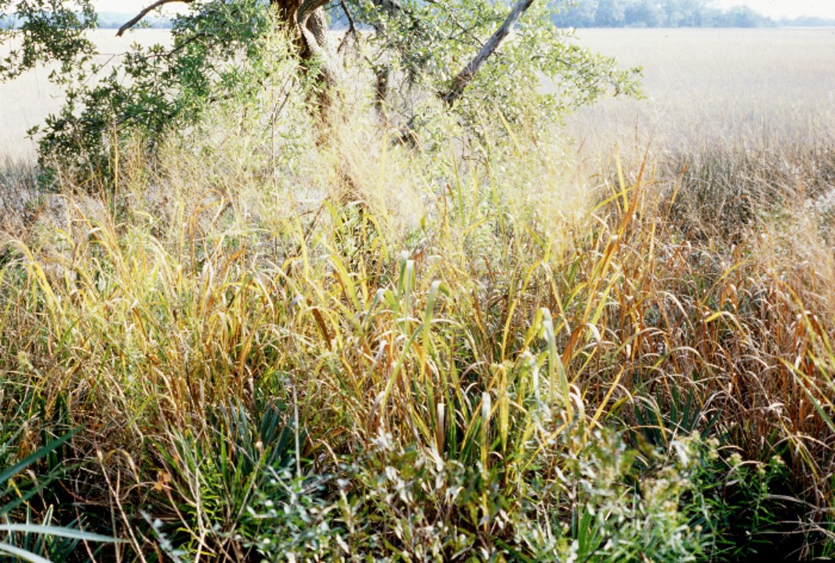 Panicum virgatum