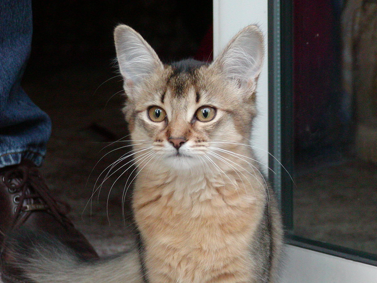 Somali (chat)