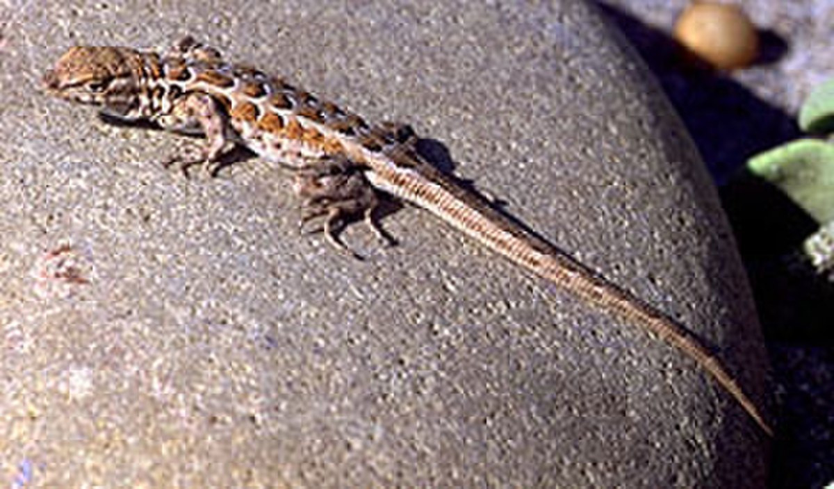 Uta stansburiana