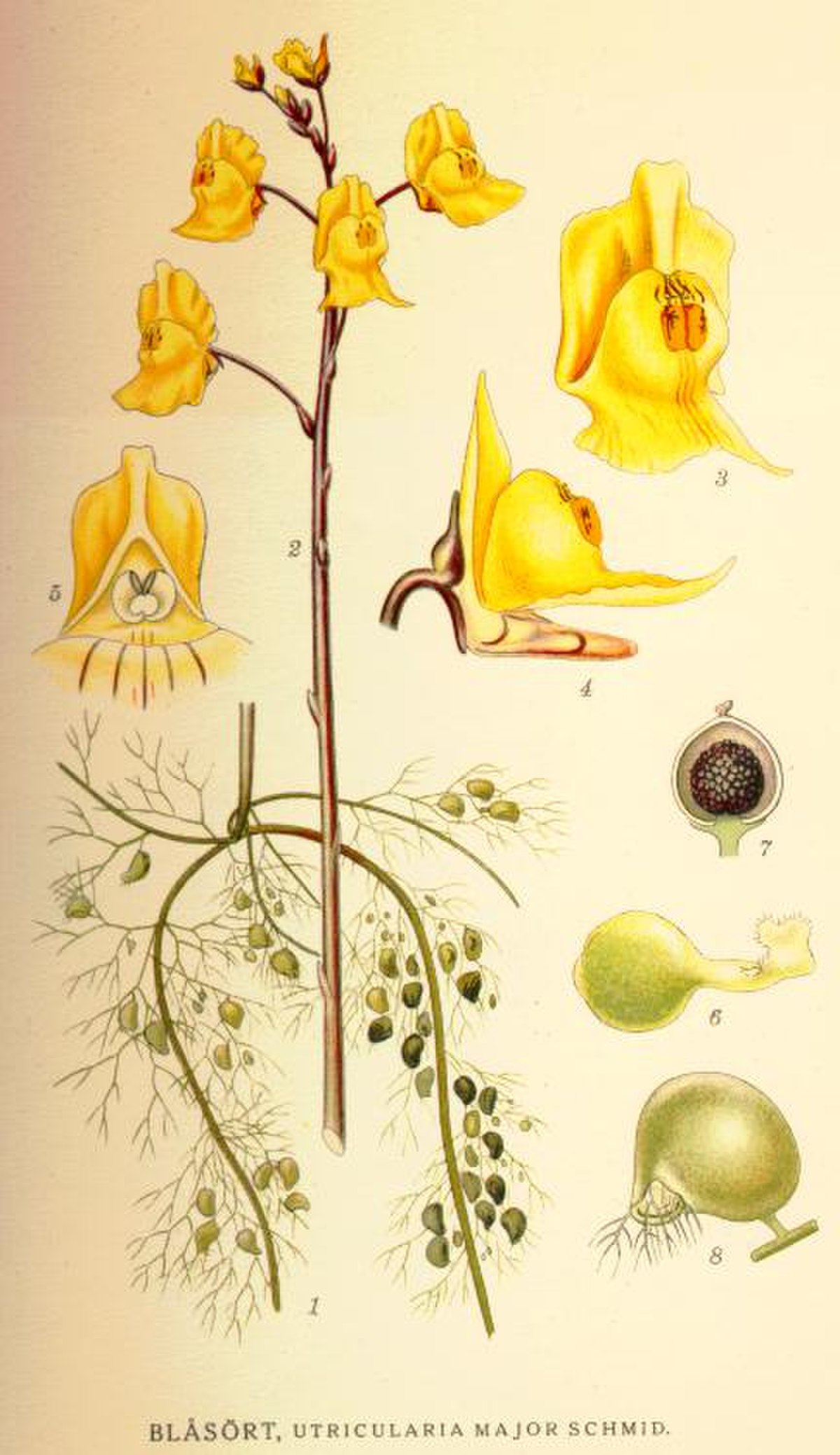 Utriculaire