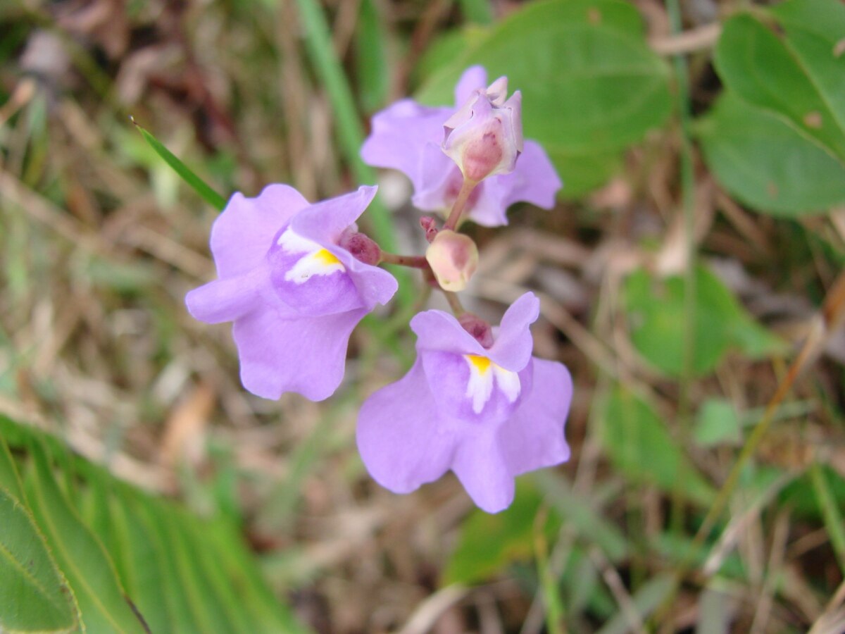 Utricularia tricolor
