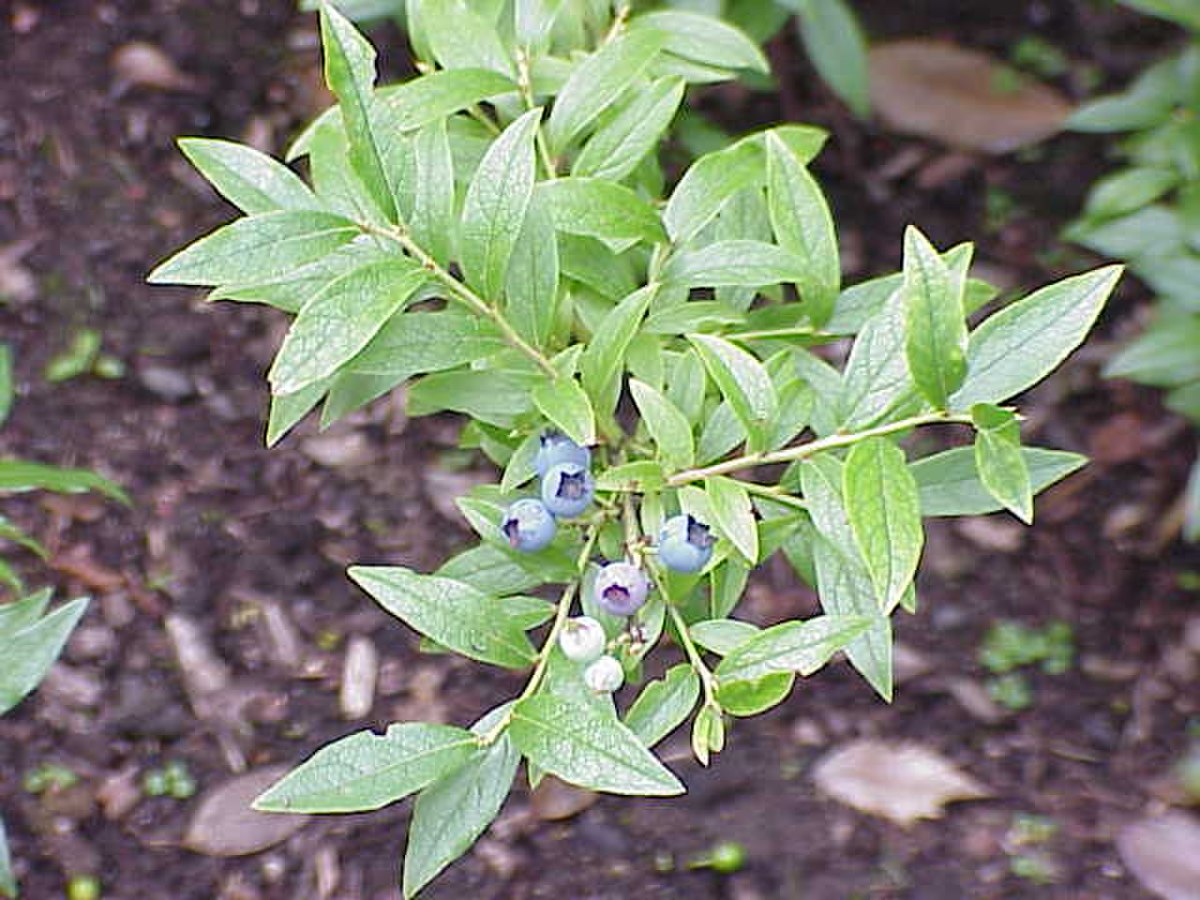 Vaccinium angustifolium